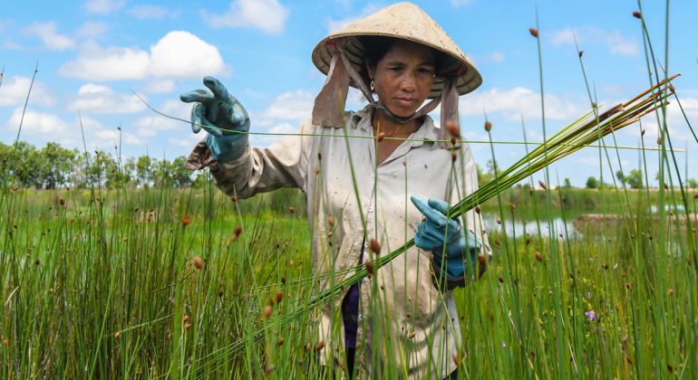 Làng nghề làm cỏ bàng thủ công của người Khmer